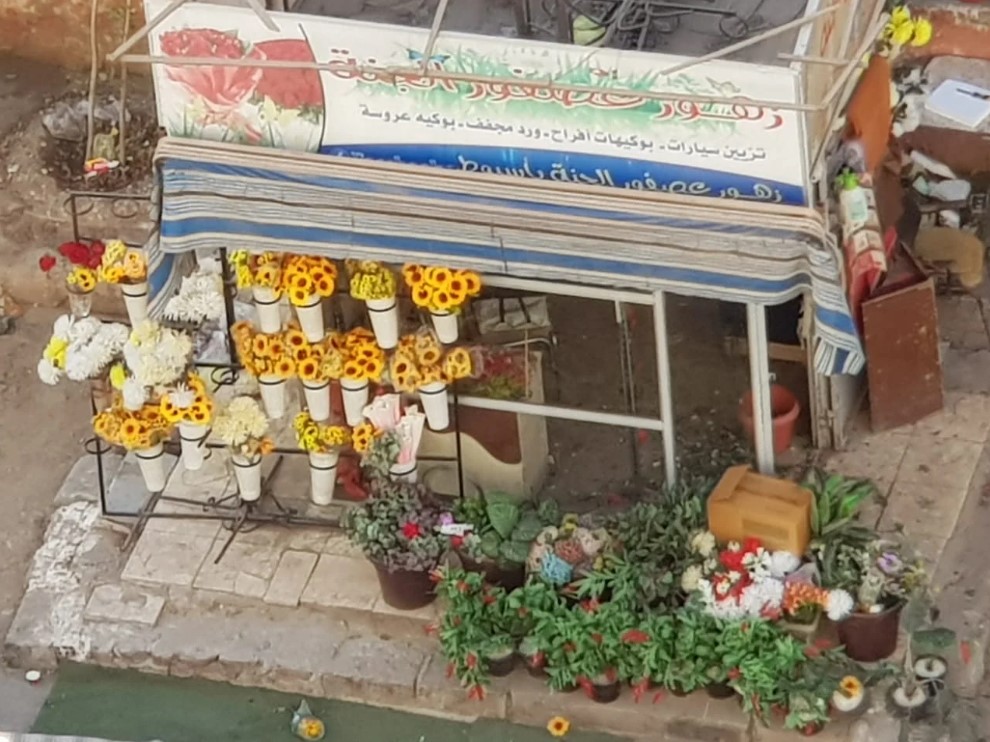 زهور عصفور الجنة أسيوط أفضل محلات ورد في أسيوط